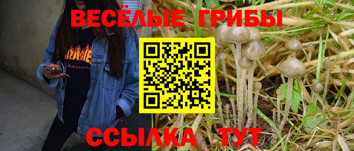 Галлюциногенные грибы Psilocybine cubensis Братск
